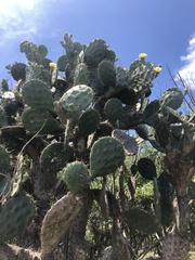 Opuntia