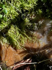 Thuidium delicatulum