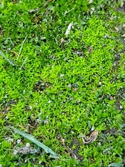 Callitriche palustris