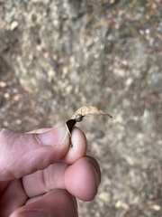 Dryocosmus juliae