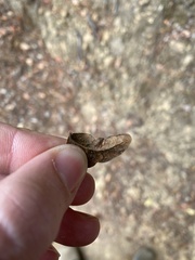 Dryocosmus juliae