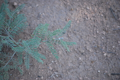 Sophora nuttalliana