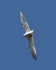 Hydrocoloeus minutus