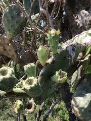 Opuntia