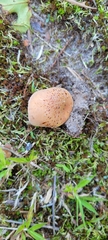 Lactifluus hygrophoroides
