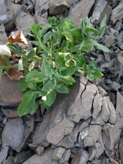 Arabis caucasica