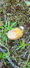 Lactifluus hygrophoroides
