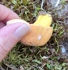 Lactifluus hygrophoroides