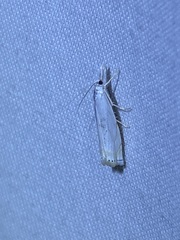 Crambus albellus