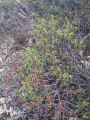 Cistus monspeliensis