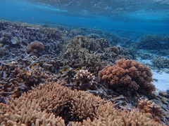 Chaetodon melannotus