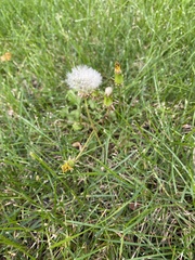 Taraxacum