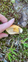 Lactifluus hygrophoroides