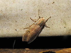 Halysidota