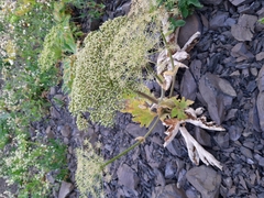 Heracleum leskovii