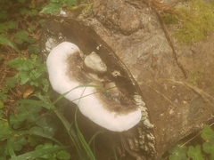 Fomitopsis ochracea