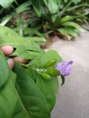 Brunfelsia pauciflora