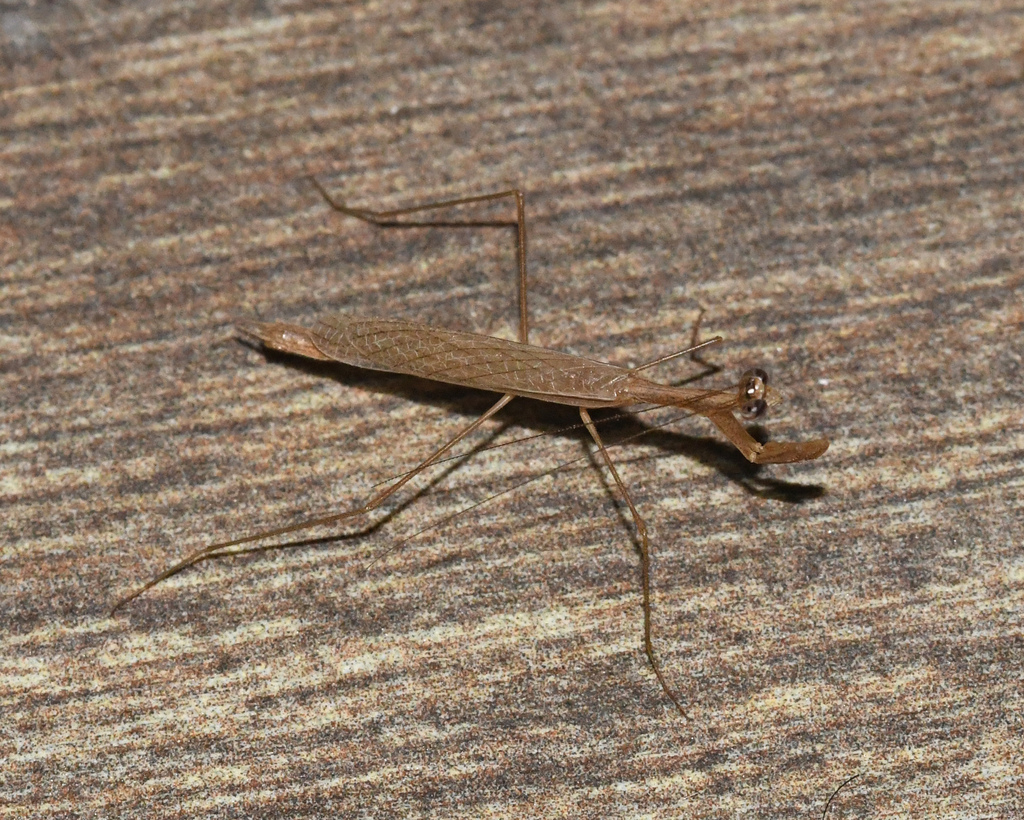 Musonia remota