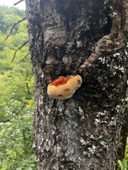 Inonotus hispidus