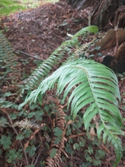 Polystichum munitum