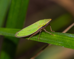 Draeculacephala constricta