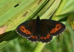 Erebia euryale