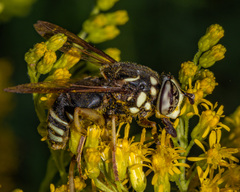 Spilomyia fusca