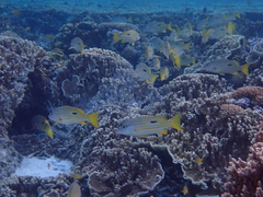 Lutjanus fulviflamma