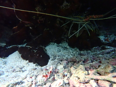 Panulirus versicolor