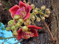 Couroupita guianensis
