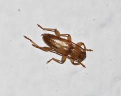 Curtomerus flavus