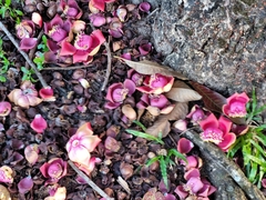 Couroupita guianensis