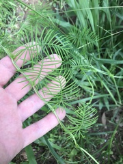 Ipomoea quamoclit