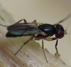 Heteromeringia nitida