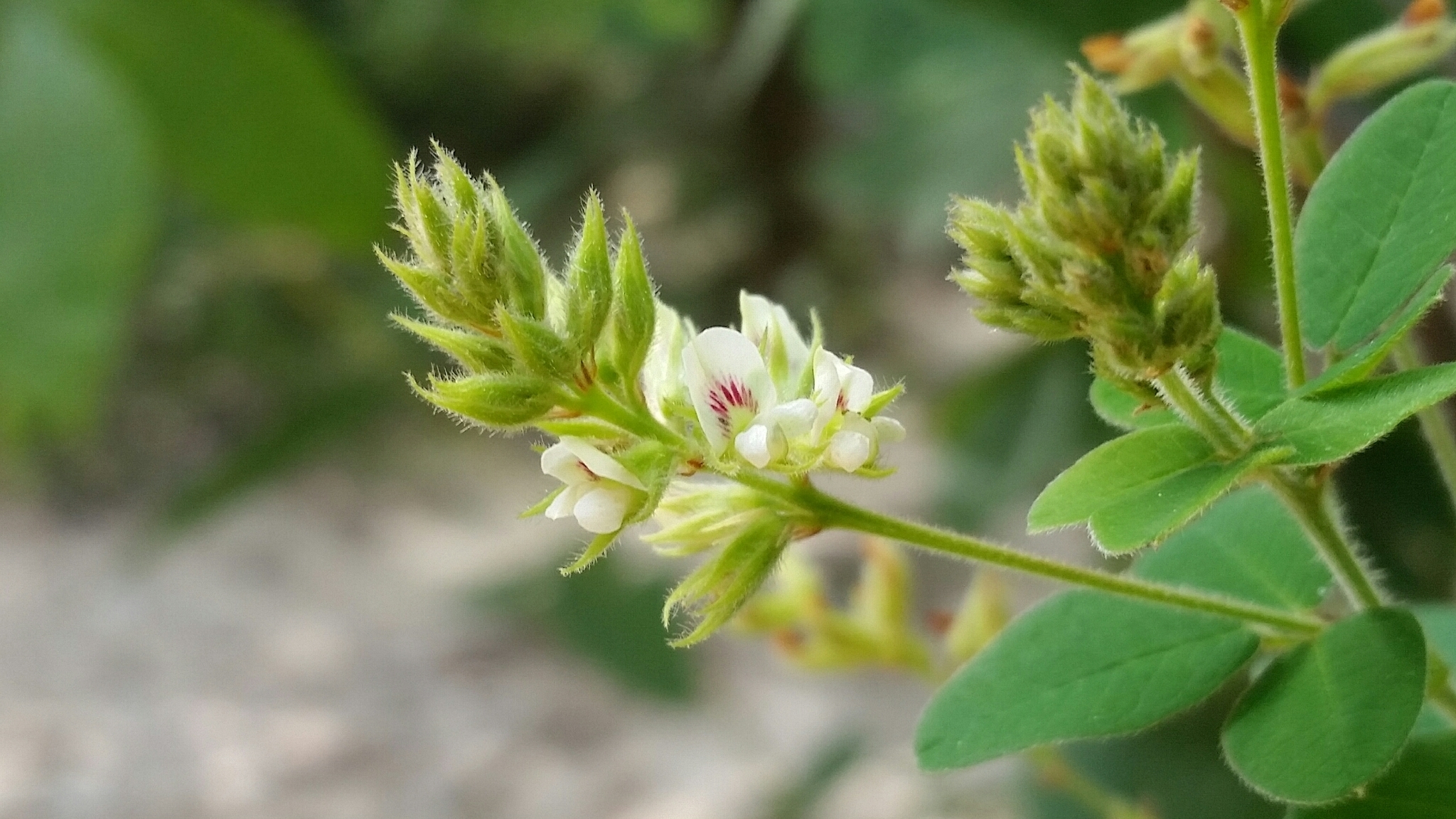 Lespedeza hirta ssp. hirta