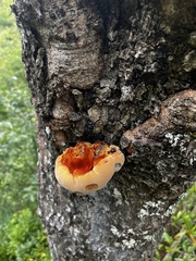 Inonotus hispidus