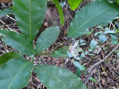 Capparidastrum frondosum