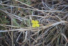 Oenothera serrulata