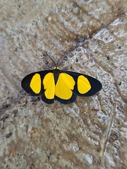 Cyllopoda jatropharia