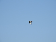 Chroicocephalus cirrocephalus