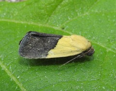 Ponometia semiflava