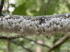 Grylloprociphilus imbricator