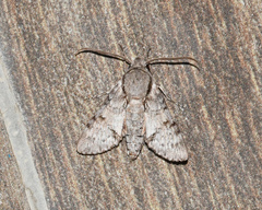 Cautethia noctuiformis
