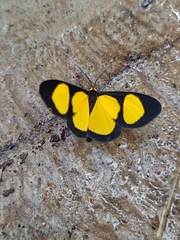 Cyllopoda jatropharia
