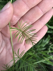 Ipomoea quamoclit