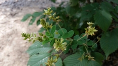 Lespedeza hirta hirta