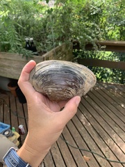 Pyganodon grandis