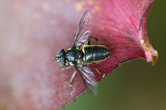 Quichuana