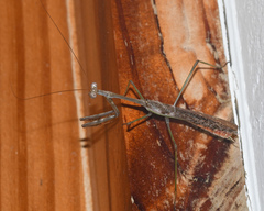 Stagmomantis domingensis