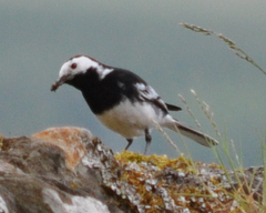Motacilla alba yarrellii